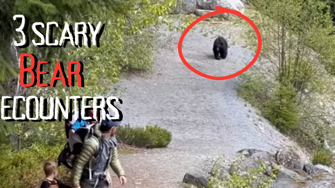 3 scary bear encounters to educate you