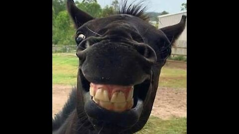 Funny with horse its fantastic