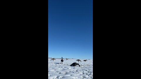 Idaho Goose Hunt