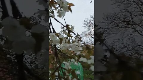 #kirschblüte #Garten #harz #fruhling #shorts