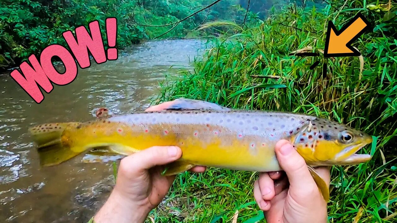 Trout Fishing in Wisconsin at Arkansaw Creek - Pepin County