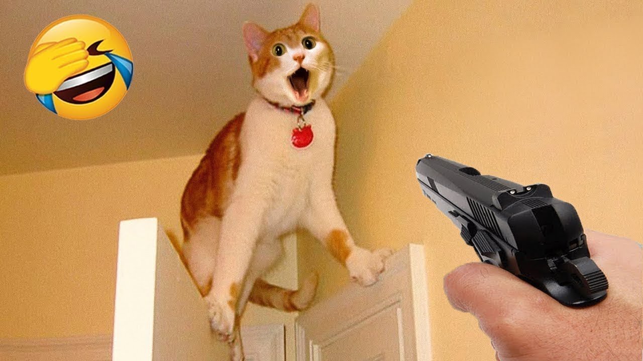 Funniest 😂 Cat Videos Compilation in 2 Minute