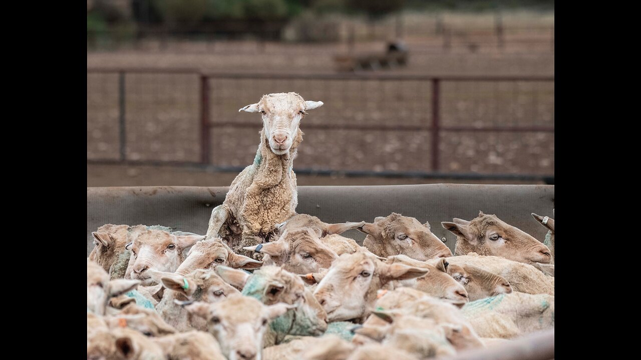 5 Ways YOU Are Being Sheared (The Truth The Government DOESN'T Want You to Know