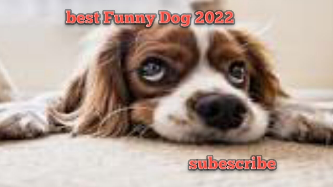 Funny Dog World 2022