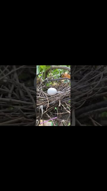 Novo morador a caminho... 🕊