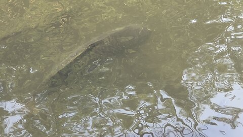 Huge fish at James Gardens pond