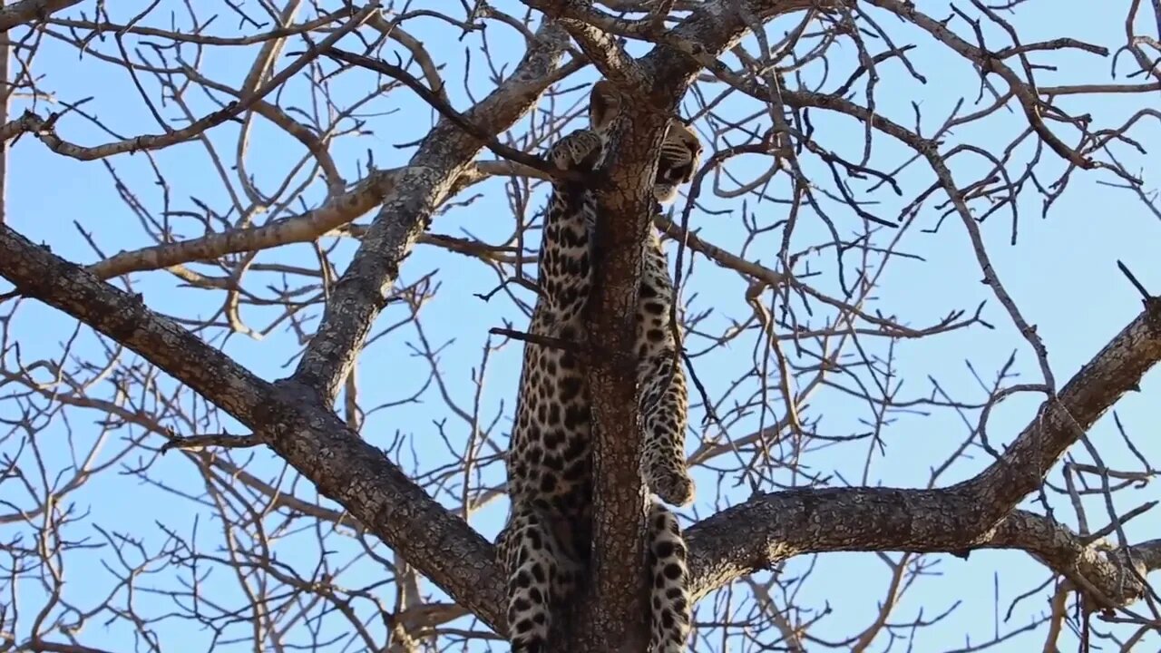 Young male leopard lies lazily in tree