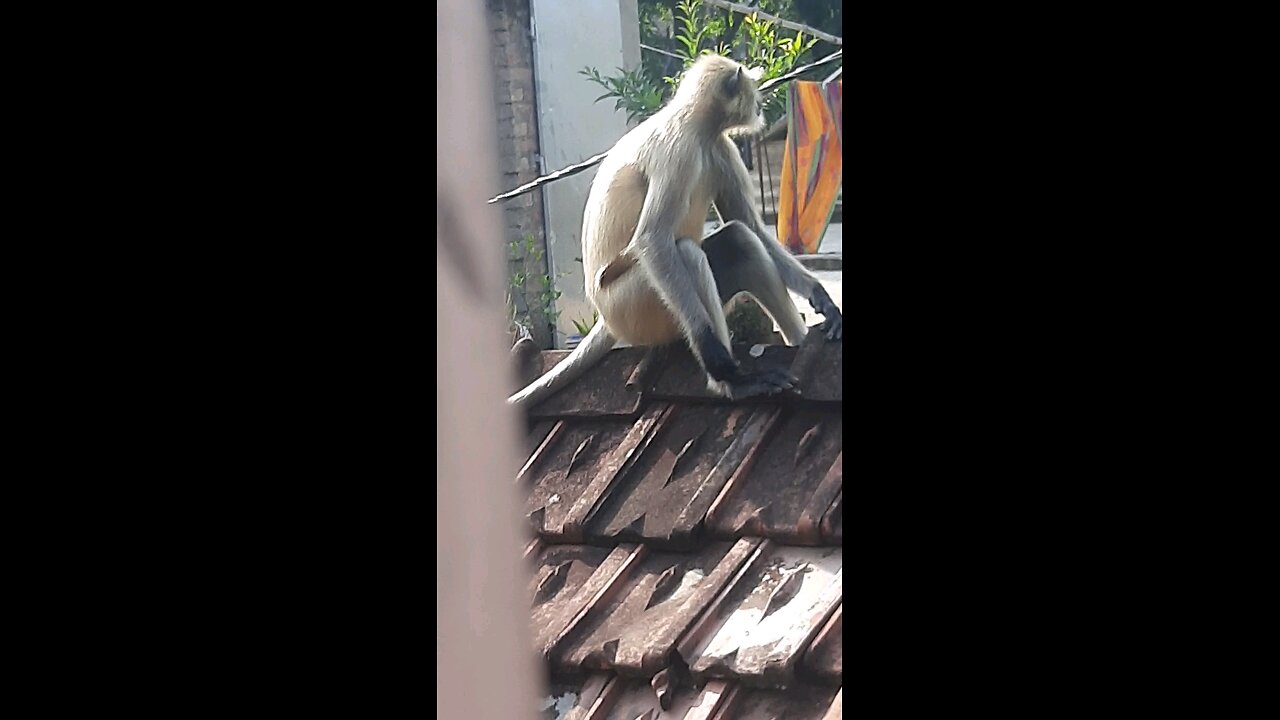 native monkey
