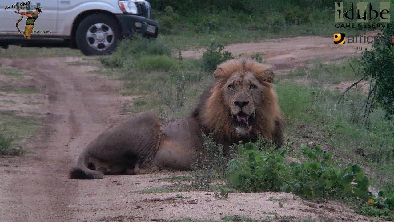 Beautiful Big Male Lion Of The Selati Lion Coalition