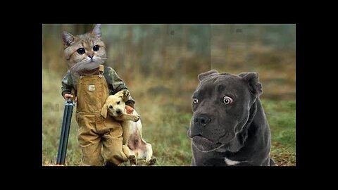 Funny animal videos,animal shorts,funny cats,funny dogs,funny shorts,funny videos,#shorts,