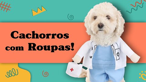 Cachorros com Roupas