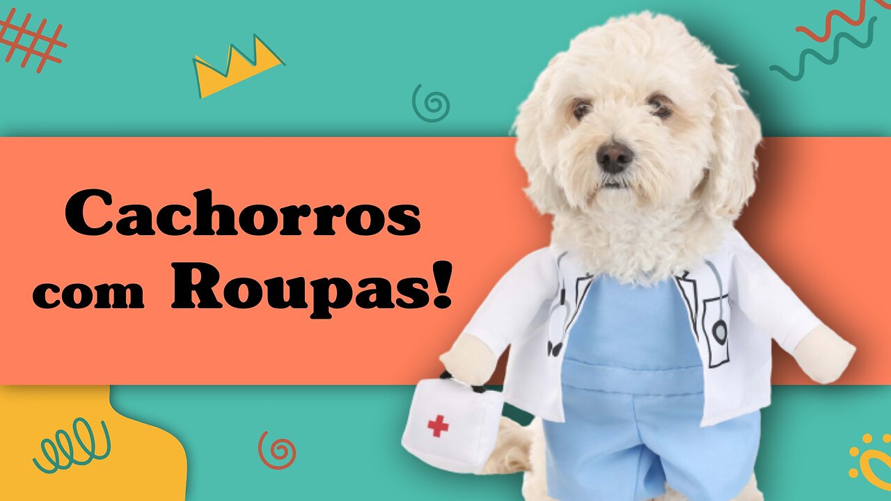 Cachorros com Roupas