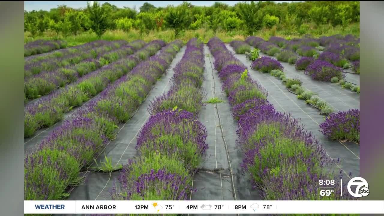 Blake's Lavender Market