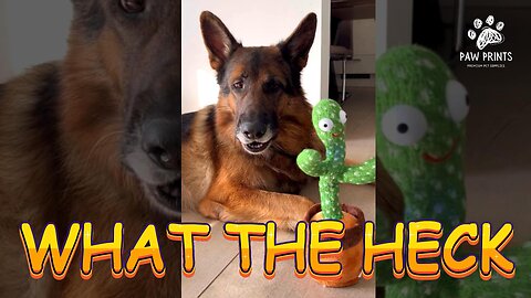 🐾 Toy Trouble: German Shepherd's Funniest Playtime Moments! 🎉 #playfulpets #dogvideos #funnydogs