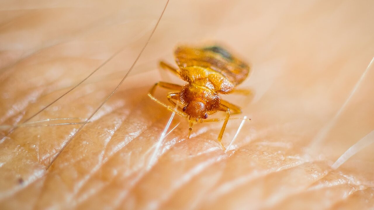 (Pestilence & Famine) An Exotic Tick That Can Kill Cattle