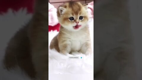 funny cat videos | cute cat videos| cute animals funny cats #shorts #shortsfunny #cutecat #funnycat