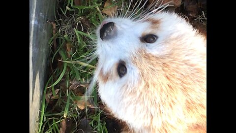 Red Panda