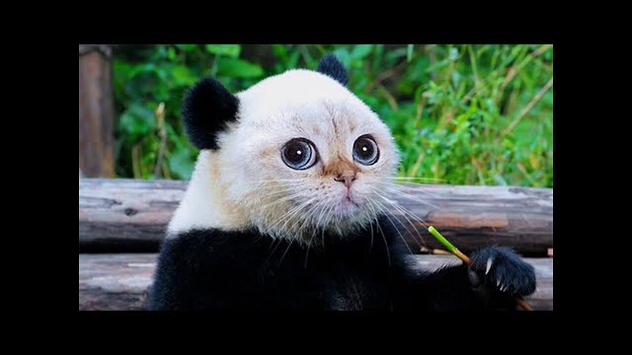 Funniest Animals Videos | Best Funny Cats and Cute Dog | Funny Animal Compilation