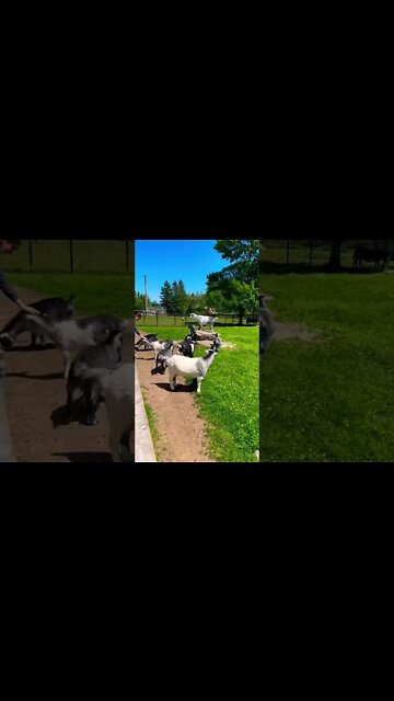 Goats are cute animals