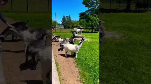 Goats are cute animals