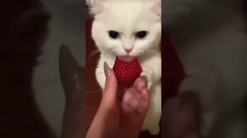 Get this viral extreme funny cats | #shorts | #viral | #funny
