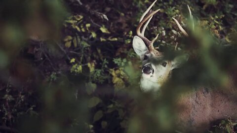 HUGE Surprise! Missouri Bow Kill at ONLY 12 yards.