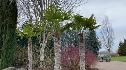 How not to trim a Trachycarpus fortunei