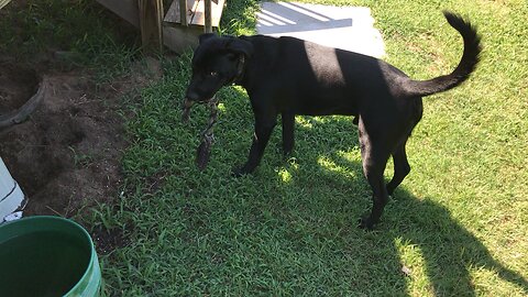 Cooper playing fetch (7/21/18)