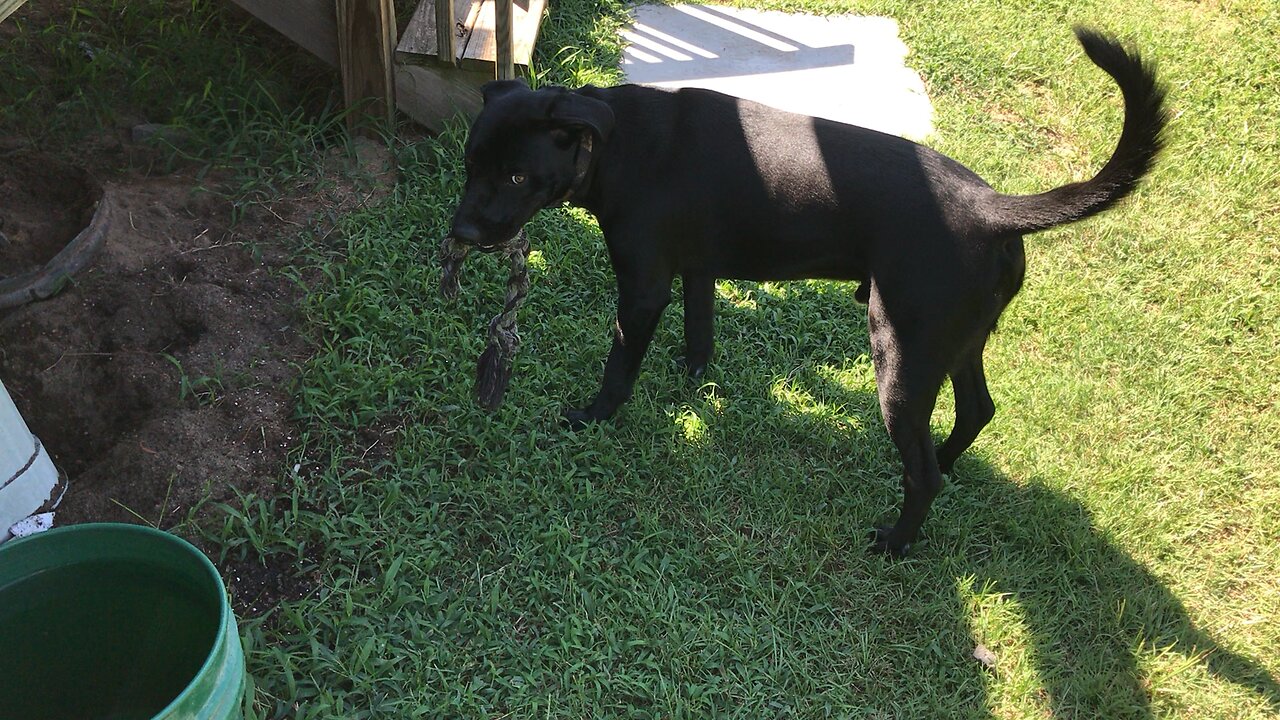 Cooper playing fetch (7/21/18)
