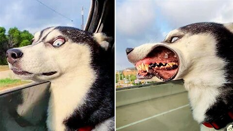 Funny dog and cat 😍🐶😻 Funniest animals #203