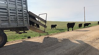 First load hauled to summer grass 🥳