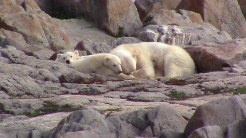 Polar Bears, Beluga Whales, Foxes, and Sled Dogs in Churchill, Manitoba, Canada - Part 1