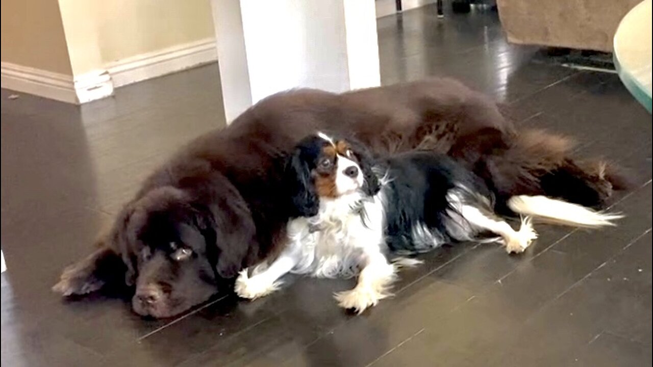 Cute Cavalier Reacts To Squeaky Toy Sounds