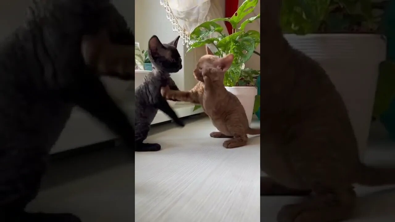 cats playing together #cat #cats #animals #relaxing #shorts