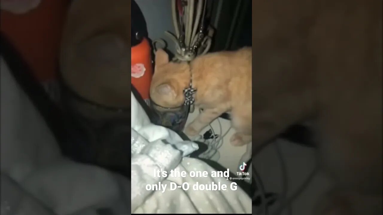 MEME is the one and only D-O double G #shorts