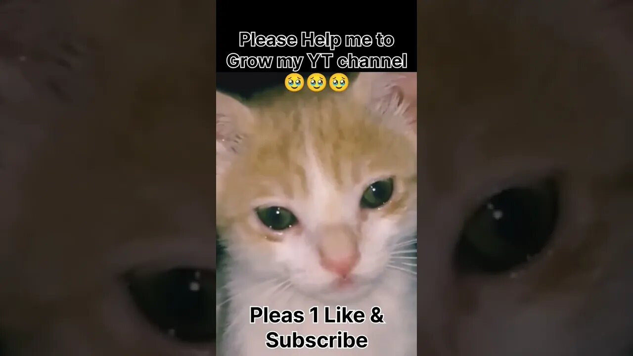 1 like & 1 subscribe please #shorts #cat #sad