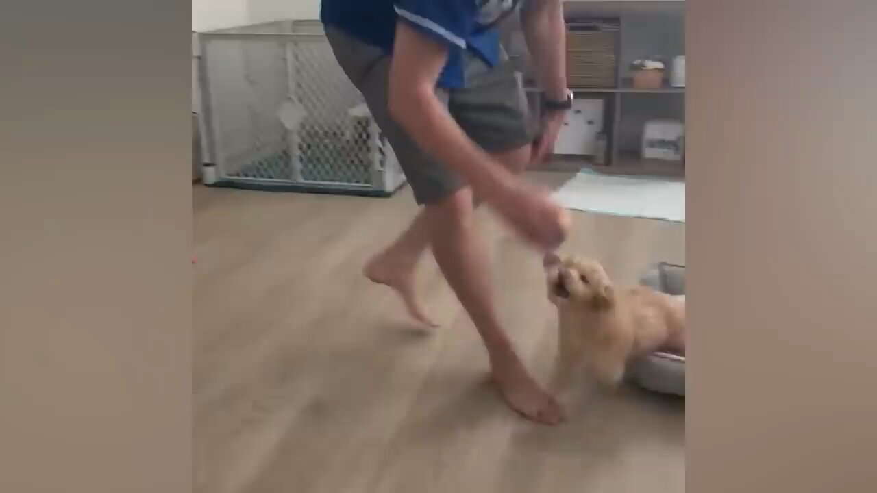 Funny animals video compilation 2