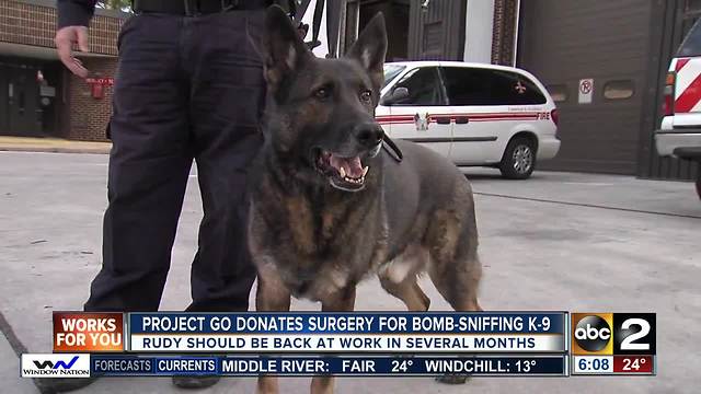 Vet performs free surgery on bomb-sniffing K9