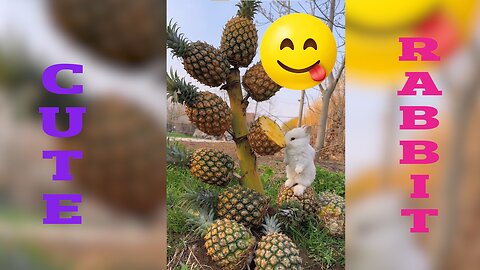 Rabbit eating pineapple