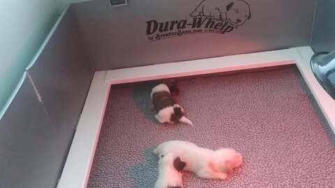 F Litter (2.5 weeks Old)