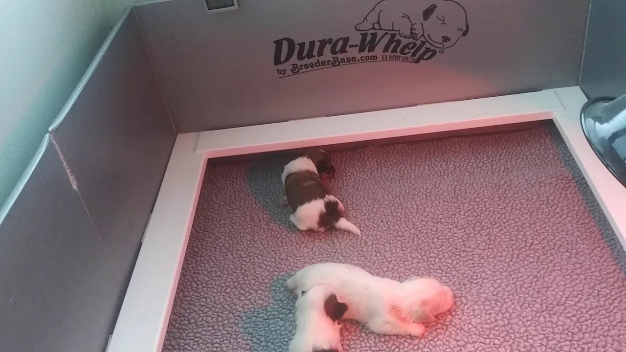 F Litter (2.5 weeks Old)
