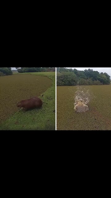 Capybara has big & fun splash into a lake