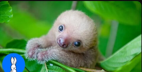 Baby Sloths Being Sloths - FUNNIEST Compilation