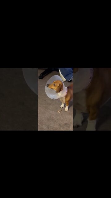 CONE OF SHAME Interferes w/ DOG TREATS