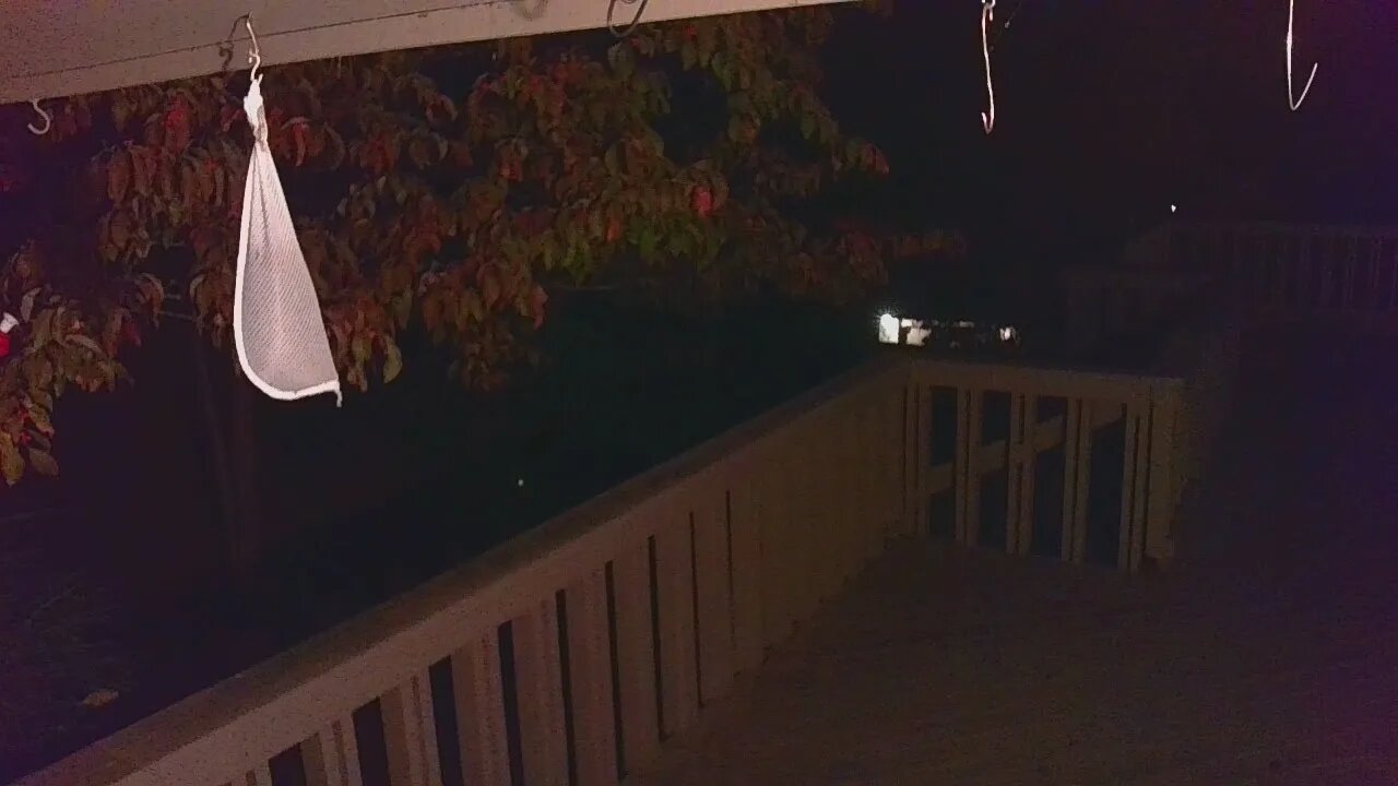 Live Bird Feeder Oct 08 2021 "Frogs All night" Asheville NC. In the mountains.