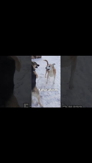 Shepsky Completes NHL Hockey Move Spinorama 6 times In a Row | A.K.A "Doggy Savard"