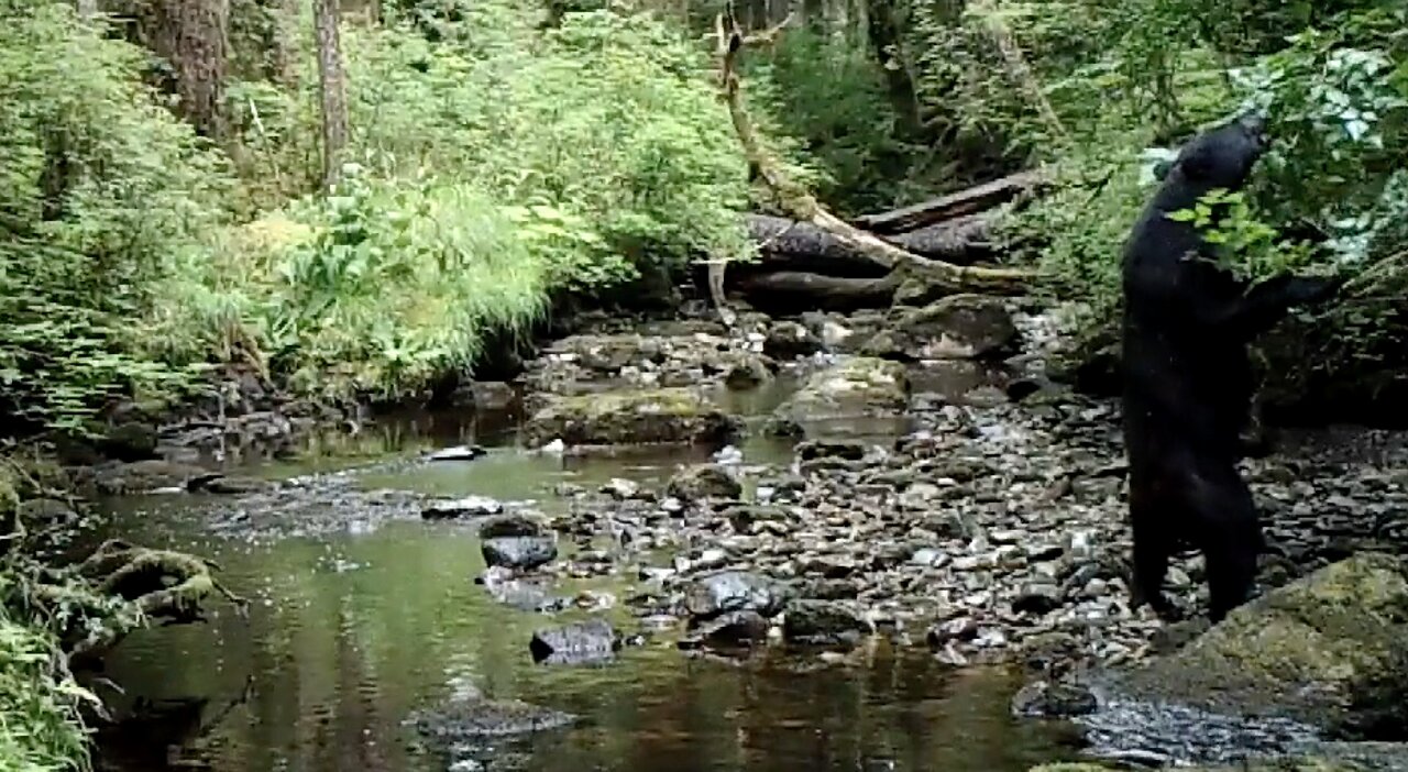 A Creek in the Timber, July 4-18