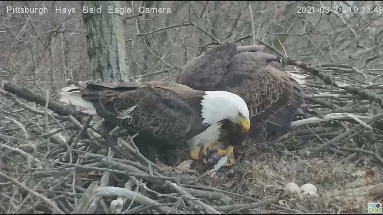 Hays Eagles Dad brings Mom a meaty dinner 2021 03 20 19:33