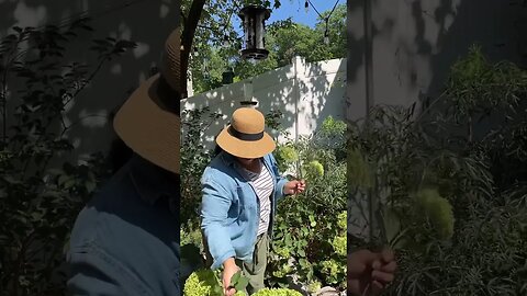 Hydrangea cutting as we start to take down the secret garden