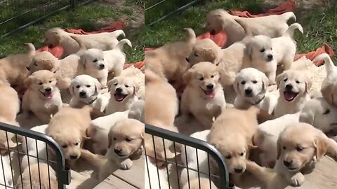 Funny puppies Online Training Institute